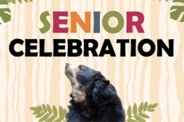 Senior-Celebration